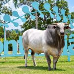 Fazenda no Tocantins se destaca no melhoramento genético e reúne 12 touros próprios